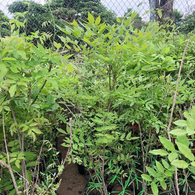 Hoa tử đằng thân gỗ