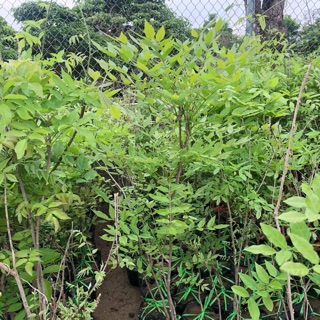 Hoa tử đằng thân gỗ