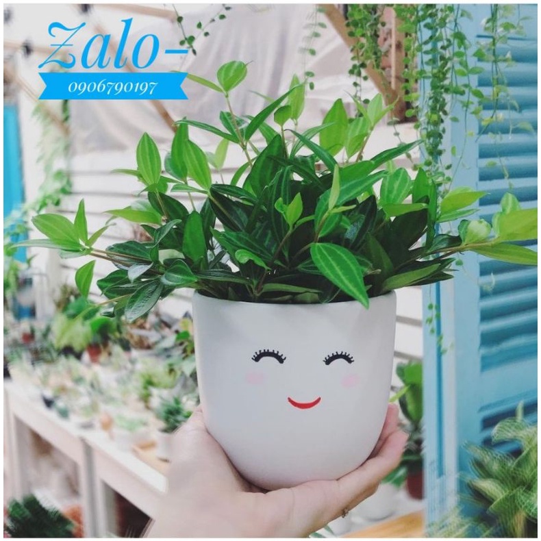 Lá hạt  MIX CHẬU để bàn