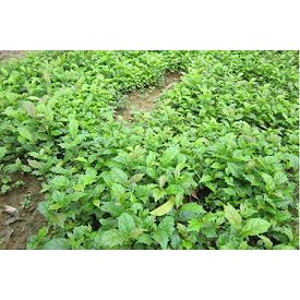 CÂY XẠ ĐEN HÒA BÌNH( MUA 10 CÂY TẶNG 1 CÂY)