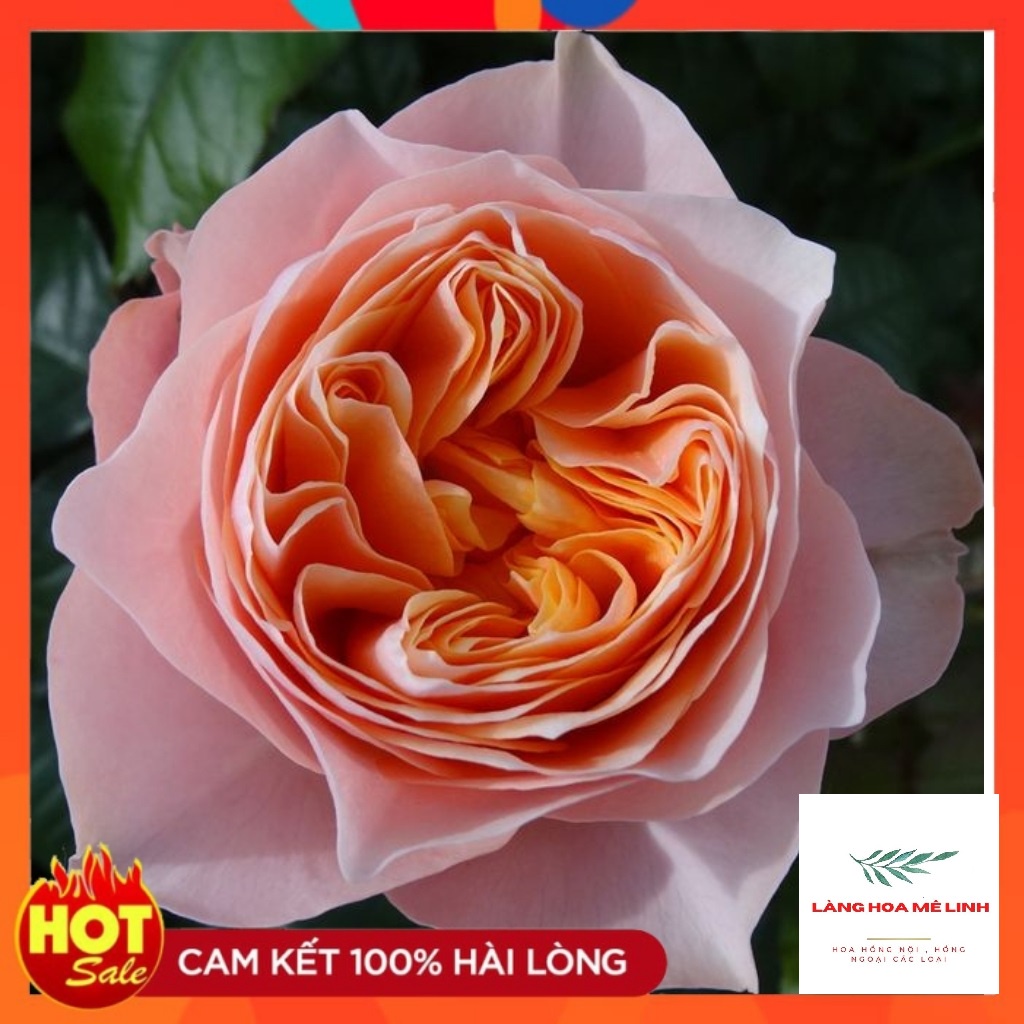 Hoa hồng ngoại cắt cành Vuvuzela Rose Hà Lan [ CÂY BỤI ] - giống hoa hồng tinh tế – Hài hòa – Độc đáo, màu cam cá hồi.