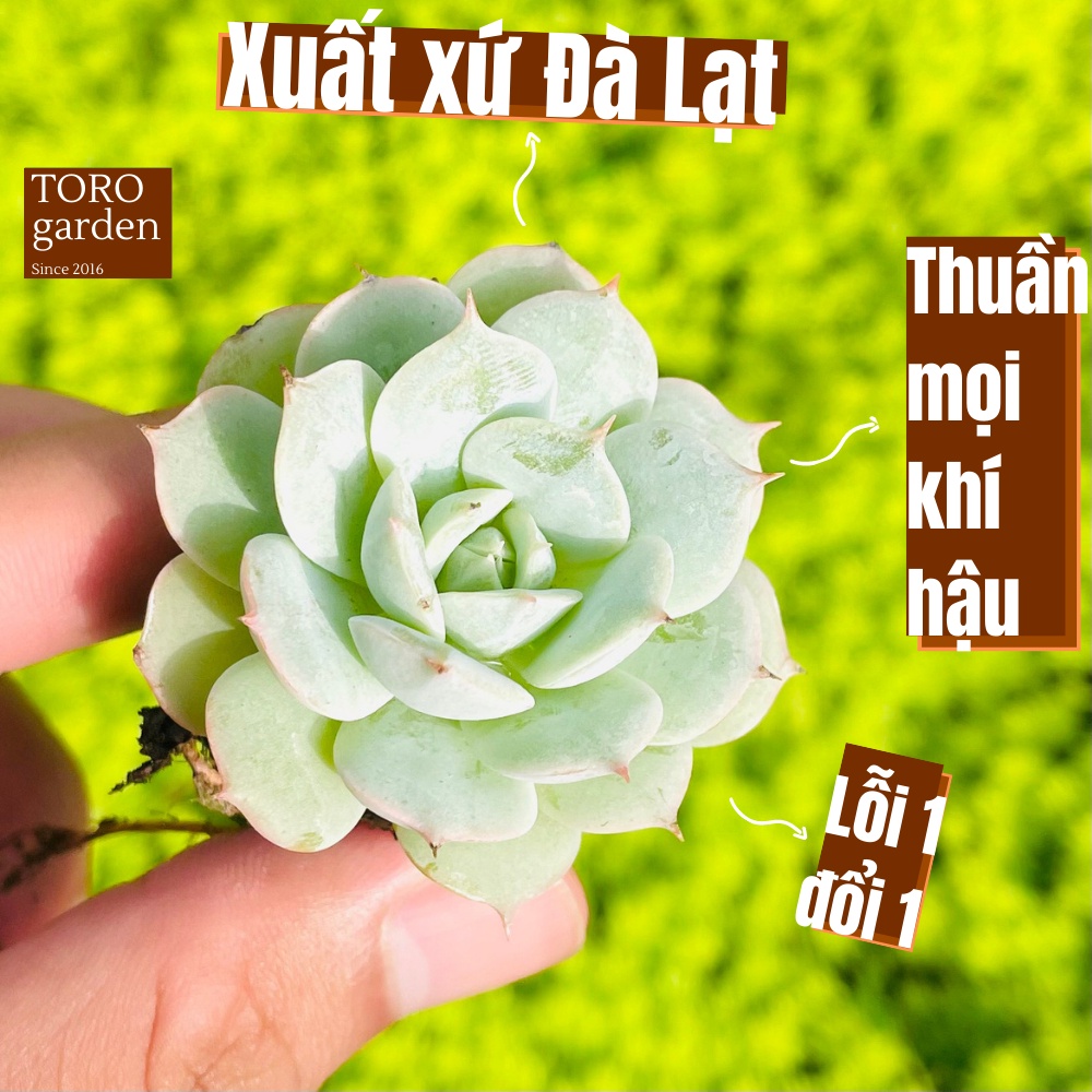 Sen đá búp bê Đà Lạt size mini cây cảnh trang trí nhà cửa Toro garden