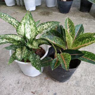 💜Combo 02 cây ngọc ngà💜
