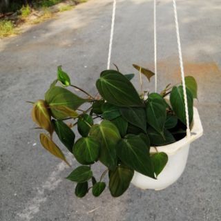 Cây trầu bà Micans, Philodendron Micans (có hỏa tốc)