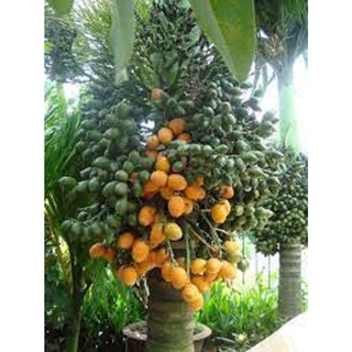 CÂY GIỐNG CAU LÙN TỨ QUÝ [ GIỐNG chuẩn, siêu đẹp]
