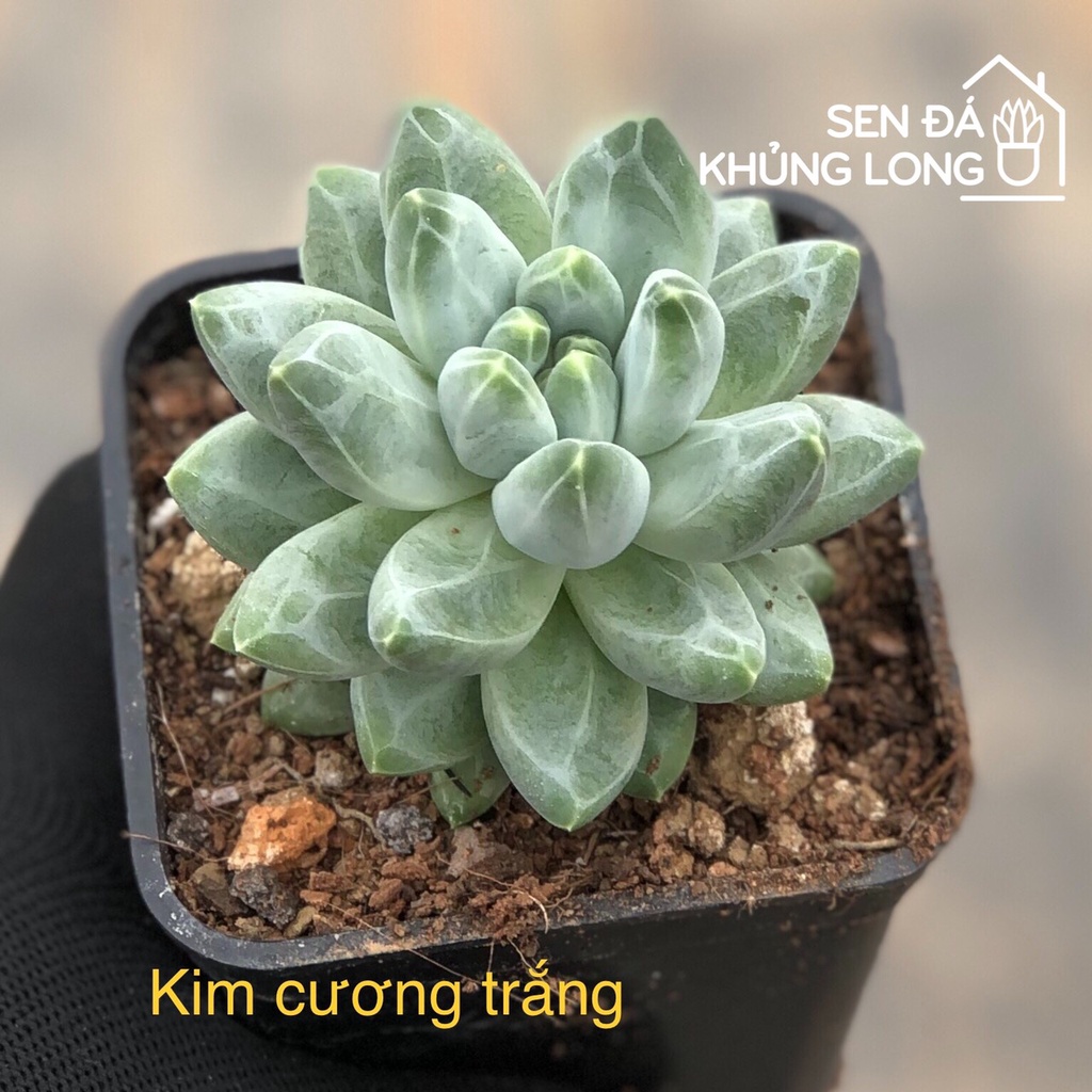 Sen đá Kim Cương Trắng - pachyphytum compactum rose