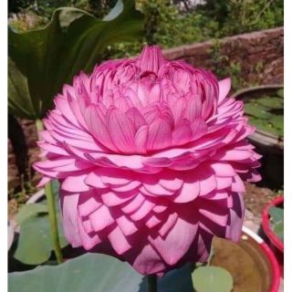 HẠT GIỐNG SEN BÁCH DIỆP NGÀN CÁNH (SEN QUAN ÂM)