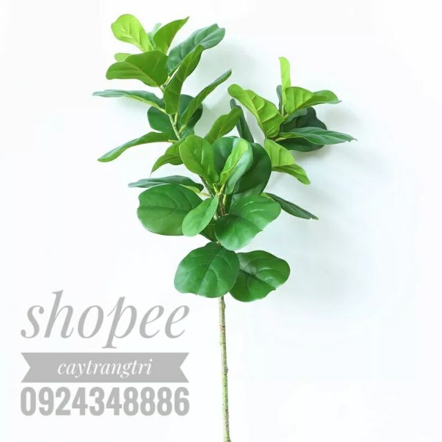 Cây bàng giả - Cây bàng Singapore cao 120cm 3 nhánh - CHƯA CHẬU