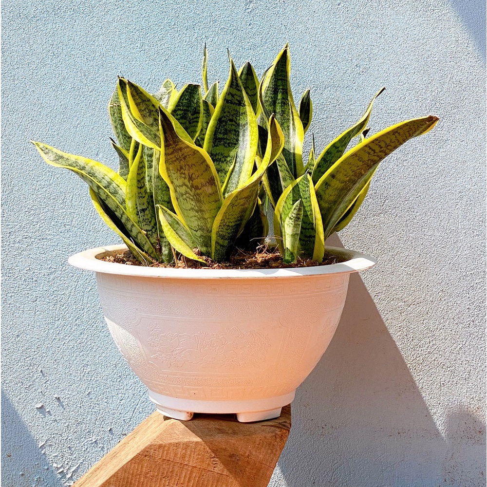 Cây lưỡi hổ Thái lùn viền vàng cao 20 - 30cm, cây lọc không khí