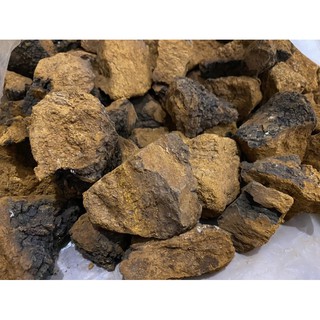 Chaga Siberia - Nga