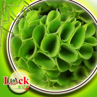 BÈO TAI CHUỘT - THỦY SINH - lọc nước cá cảnh, Guppy và cá Betta