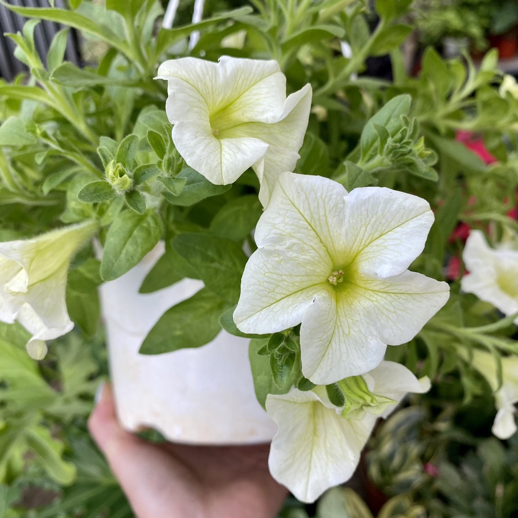 Hoa Dạ Yến Thảo nở 4 mùa dễ chăm sóc