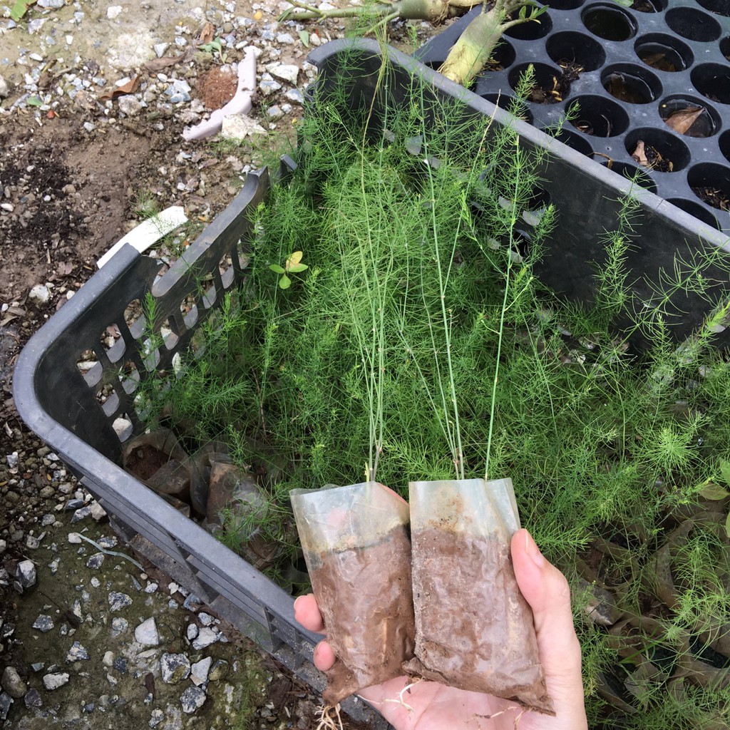 Cây giống măng tây xanh - Trang Flowers