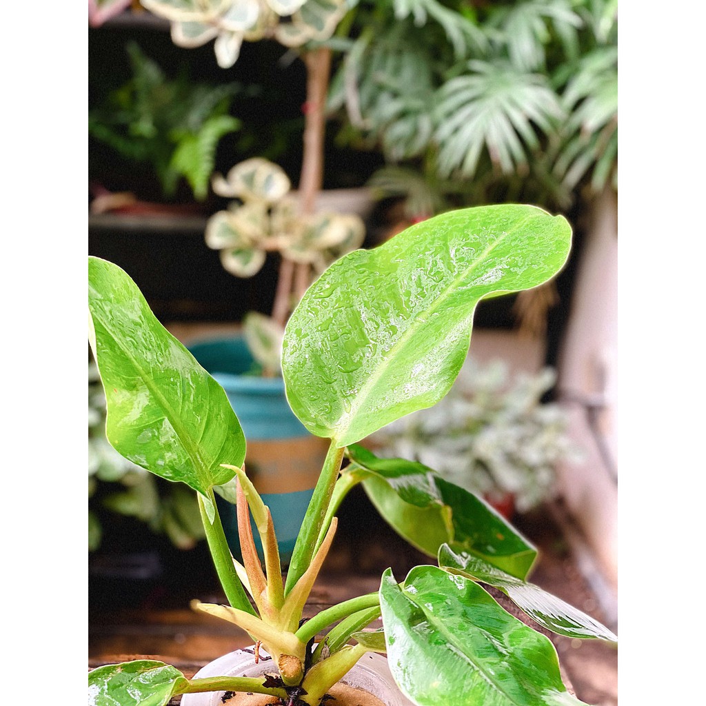 Cây Philodendron Imperial Green (Lục Đế) kèm chậu thuỷ canh 2 lớp không cần tưới