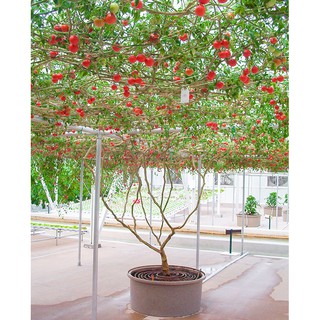 Hạt giống cà chua bạch tuộc
