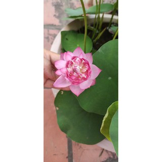 Củ sen mini hồng siêu nụ - Supper mini pink lotus