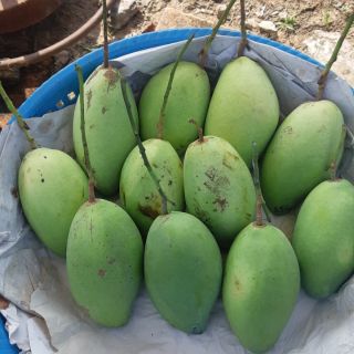 Xoài cát hòa lộc loại nhỏ