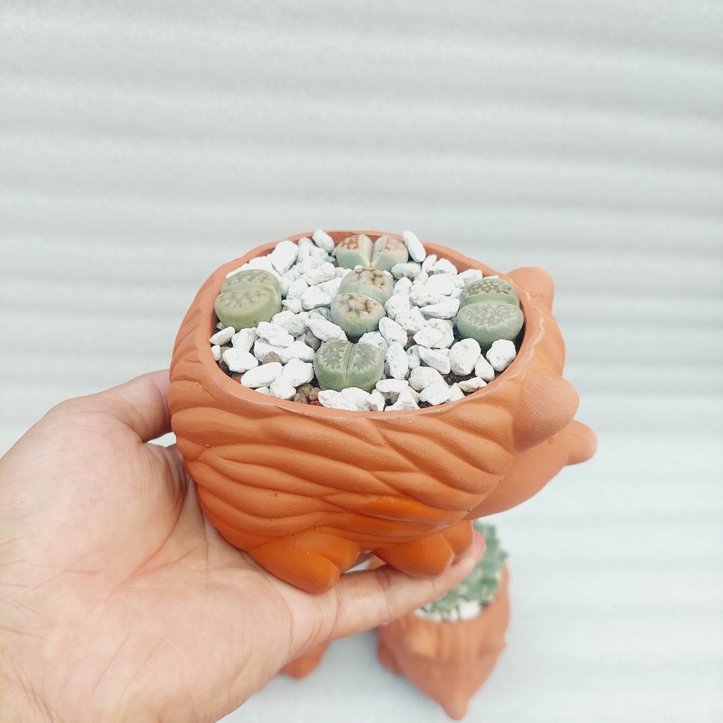 Chậu đất nung, Chậu sen đá - Nhím con, miệng chậu 8cm đến 9cm, chiều cao 7cm