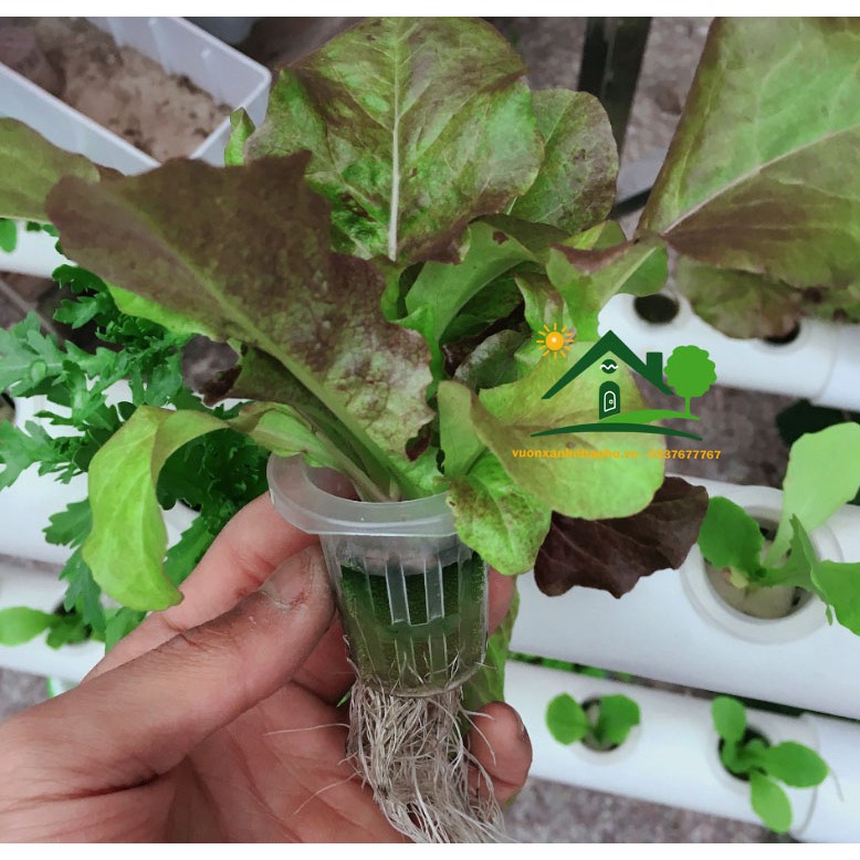 100 Rọ Nhựa PP Cao Cấp Trong Suốt Trồng Rau Thủy Canh Các Loại Hydroponics Có Nhiều Size Chọn Lựa