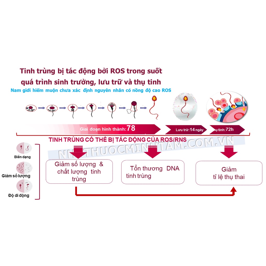 Bổ tinh trùng Proxeed Plus [CHÍNH HÃNG]- Cải thiện tình trạng tinh trùng yếu, tinh trùng dị dạng, tăng khả năng thụ thai
