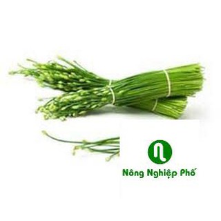 5 GRAM HẠT GIỐNG HẸ BÔNG PHUNONG