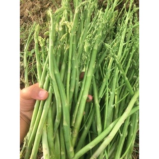 Gốc măng tây