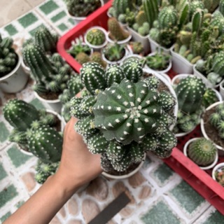 XƯƠNG RỒNG ECHINO TRUNG