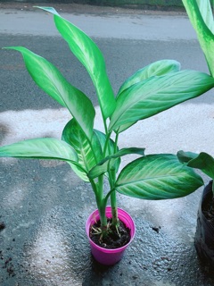 Cây Vạn Niên Thanh