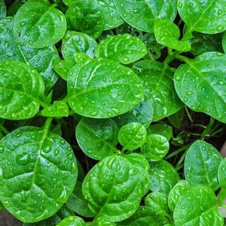 Hạt Giống Mồng Tơi Lá To