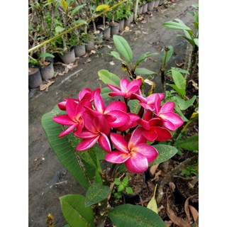 sứ đại đỏ nhung