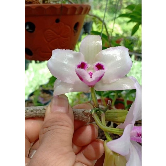 Ki phi điệp cửu long cao phong