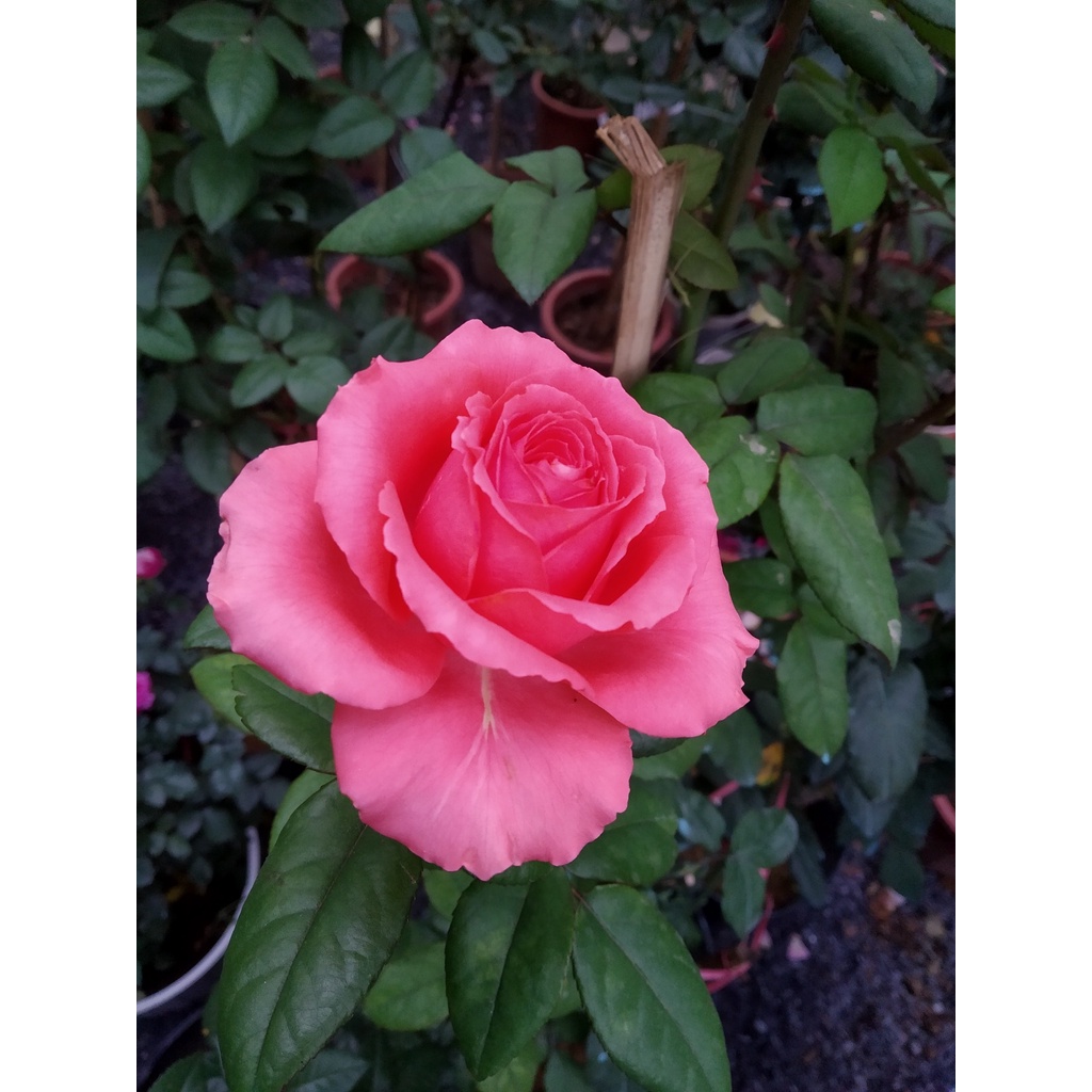 1kg Phân hữu cơ Organic Nhật chuyên bón cho CÂY KIỂNG, HOA HỒNG, RAU CỦ, HOA QUẢ