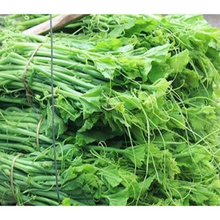 10 Hạt giống Bí Siêu Đọt Và Bông