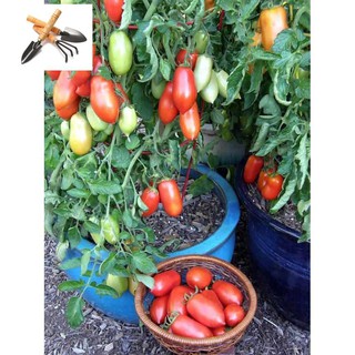 🌟Hạt Giống Cà Chua Roma Tomatos Quả Dài Vị Ngọt🌟 Giống Cao Sản Gói 30 Hạt TRỒNG HOA TẾT
