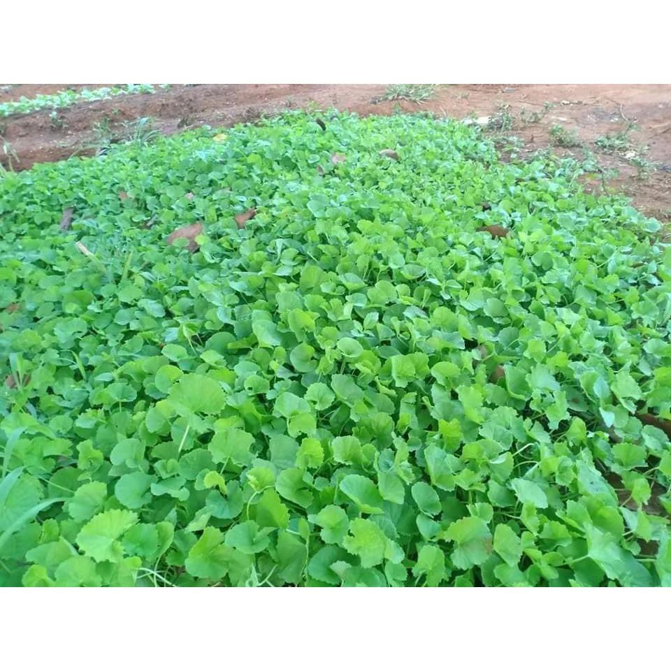 HẠT GIỐNG RAU MÁ - CHỨA NHIỀU CHẤT DINH DƯỠNG