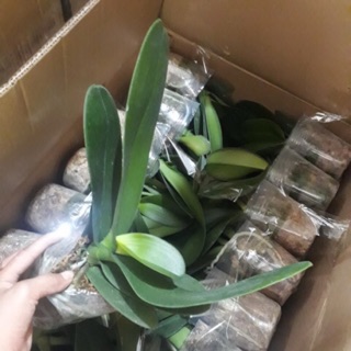 Lan hồ điệp cây đại hoa đại