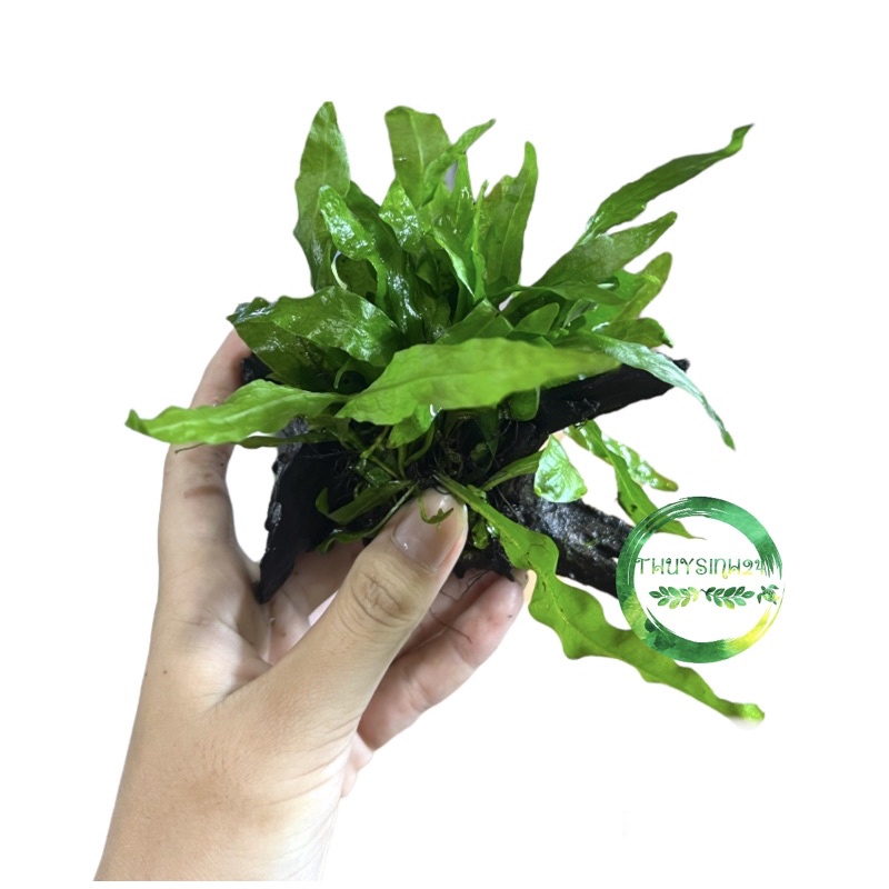 Dương xỉ Java cấy lên lũa - cây thuỷ sinh - cây thuỷ sinh không cần co2