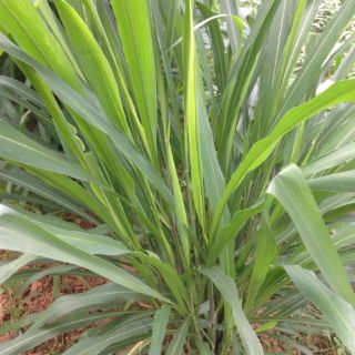 Hạt giống cỏ Sả lá lớn 500g