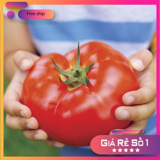 Hạt giống Cà chua khổng lồ 1kg (20 hạt)