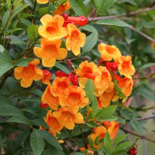 Cây đăng tiêu leo ( cây hoàng yến cam )