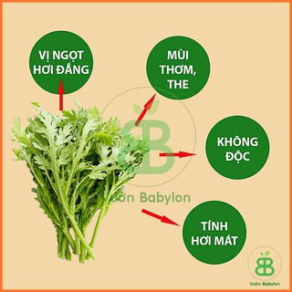 Hạt Giống Rau Tần Ô Rạng Đông, Dễ Trồng, Năng Suất Cao, trồng quanh năm Vuonbabylon - Gói 20G