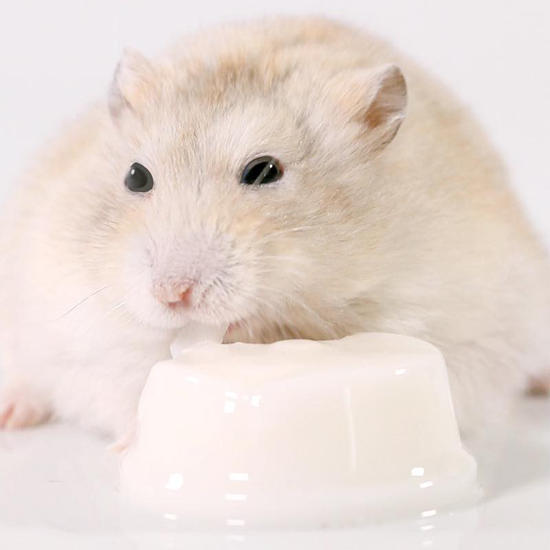 pudding sữa dê cho hamster/chó/mèo/thỏ/bọ/sóc/....