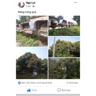 Mật ong hoa nhãn Hưng Yên