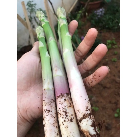 Hạt Giống Măng Tây Xanh Gói 110 Hạt - Khu Vườn Ban Công