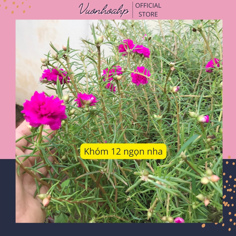 Cây hoa mười giờ sam  cao 20cm màu hồng tím