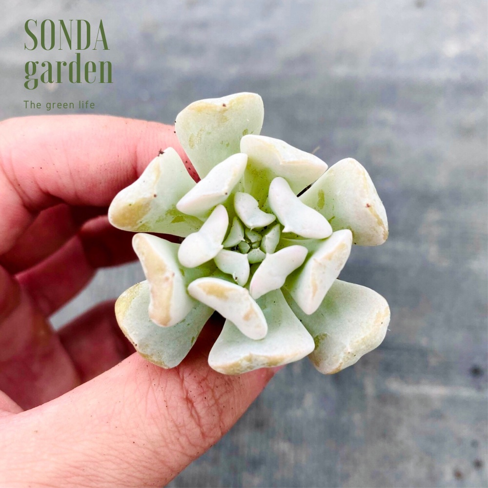 Sen đá cúc trắng SONDA GARDEN size mini 2.5-4cm, xuất xứ Đà Lạt, khoẻ đẹp, lỗi 1 đổi 1