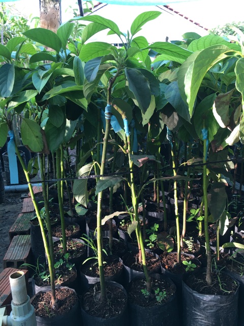 Cây bơ 034  siêu trái