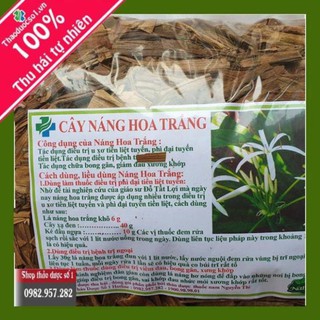 Cây náng hoa trắng giải pháp mới điều trị u xơ tiền liệt tuyến -1KG SP CTY Thảo Dược Số 1