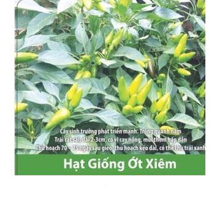 Hạt giống ớt xiêm cao sản siêu trái 0.1gr