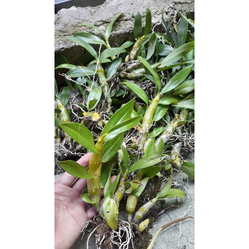 Combo 10 loại lan rừng giá siêu mềm cho ae yêu Lan